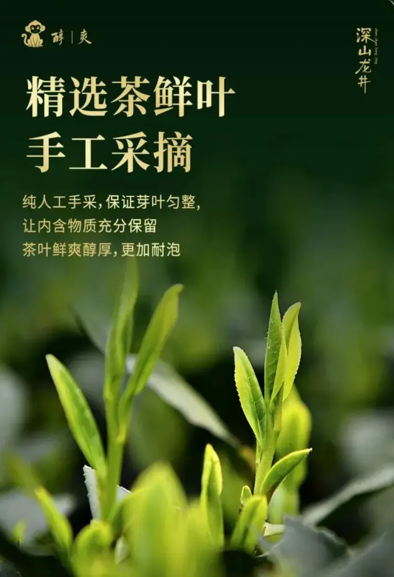 春茶鲜叶手工采摘，茶园嫩芽特写