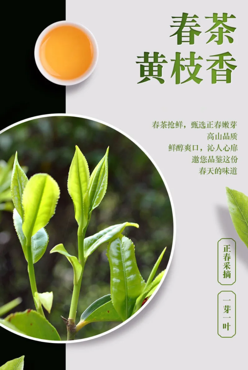 春茶黄枝香，茶汤与一芽一叶嫩芽